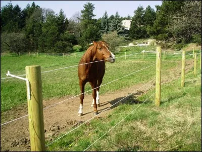 Comment lâche-t-on un cheval au pré ?