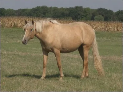 Quel est le nom de la robe de ce cheval ?