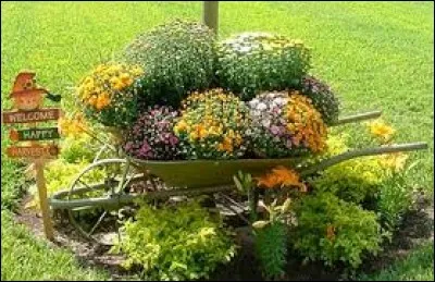 Quel est le "temp&eacute;rament" d'un agrume contenant des anthocyanes ?!