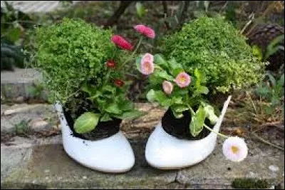 Nous savons que les spaghettis se r&eacute;coltent sous l'�il attentif des vieux italiens exp&eacute;riment&eacute;s, surveillant la croissance pour qu'ils aient la bonne taille, et c'est une t&acirc;che des plus s&eacute;rieuses ! Mais &agrave; quel moment d&eacute;cideront-ils de la r&eacute;colte des vermicelles ?