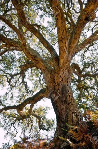 Quelle est cette plante ?