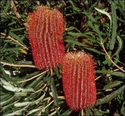 De quel pays est originaire le Banksia ?