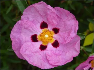 De quelle région d'Europe est originaire cette plante ?