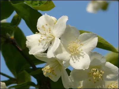 De quelles régions du monde est originaire le jasmin des îles ?