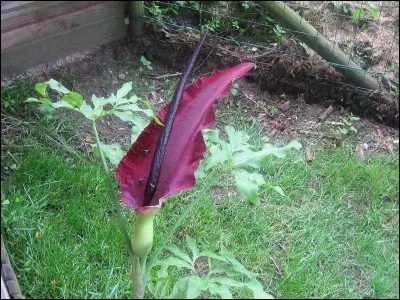 Parmi ces pays, lesquels ne possèdent pas de serpentaire commune ?