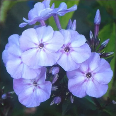 D'où est originaire le phlox de nuit ?