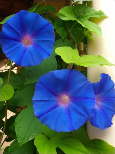 Quel est le nom latin du volubilis bleu ?