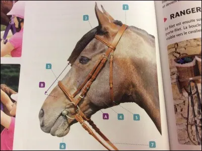 Comment se nomment les parties du filet représentées par les numéros 2, 3 et 5 ?