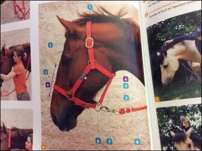 Comment se nomment les parties du licol représentées par les numéros 1, 4 et 6 ?