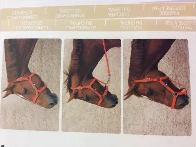 Sur quelle photo le licol est-il bien ajusté ?