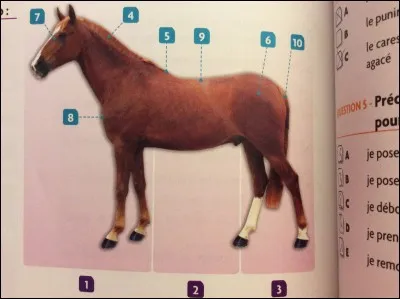 Quelles sont les parties du corps du cheval représentées par les numéros 5, 6 et 8 ?