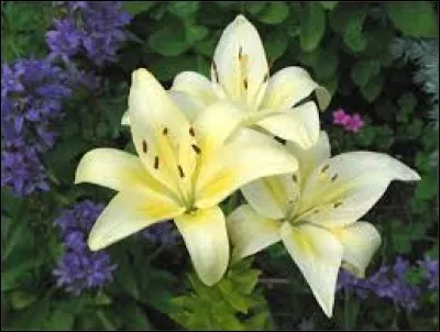 Langue parlée en Inde du Nord et qui est la langue officielle de l'Union indienne :