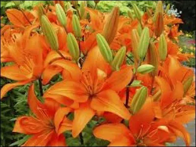 Vent du nord-ouest qui souffle sur le sud du Jura et du lac Léman :