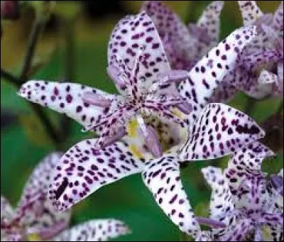 Tas de sel recouvert d'argile, dans les marais salants :