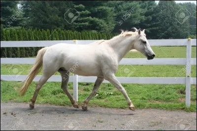 Les caractéristiques du trot :