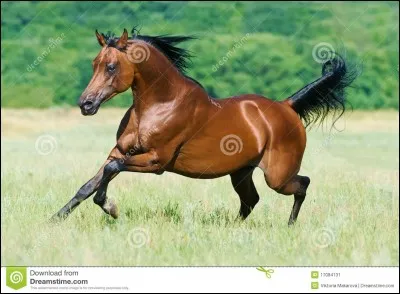 Les caractéristiques du galop :