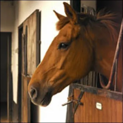 Comment aborder un cheval qui est dans son box ?