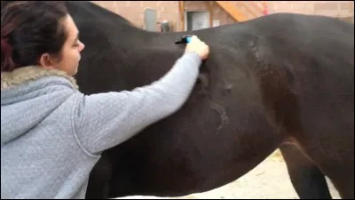 À quoi sert le pansage ?