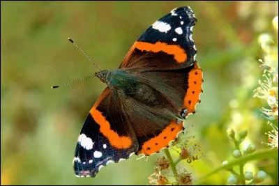 Comment s'appelle la collection des papillons ?
