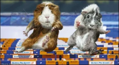 Trouve le nom de ce sport, réservé aux hommes !