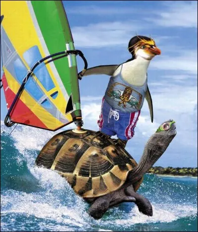 La planche à voile est un sport olympique !