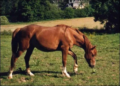 Quelle est la couleur de la robe de ce cheval ?