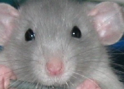 Quiz Les phnotypes chez le rat (2)