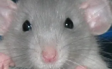 Quiz Rats