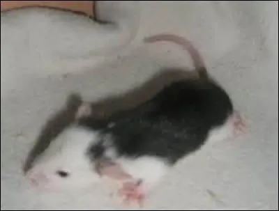 Le rat de la photo est encore jeune, mais on voit déjà bien qu'il est...