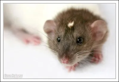 Comment appelle-t-on le marquage facial du rat en photo ?