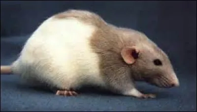 Cette fois, je ne demande que le nom du marquage de ce rat.