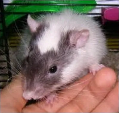 Le marquage du rat sur la photo s'appelle...