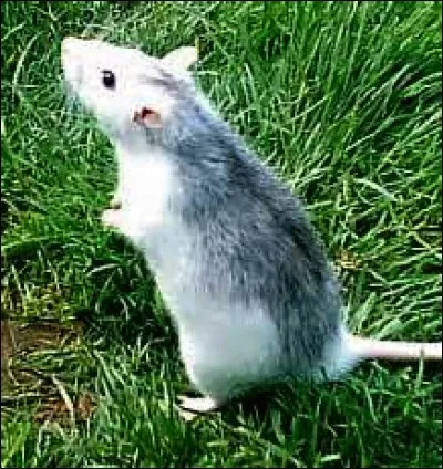 Allez, une question facile car ce pelage est bien connu. Il s'agit bien sûr du/de l'...