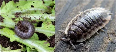 Quelle est la bonne réponse ?