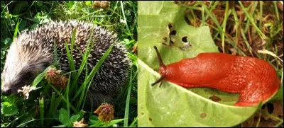 Quelle est la bonne réponse ?