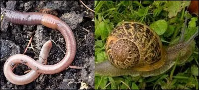 Quelle est la bonne réponse ?