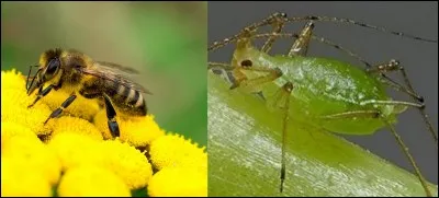 Quelle est la bonne réponse ?