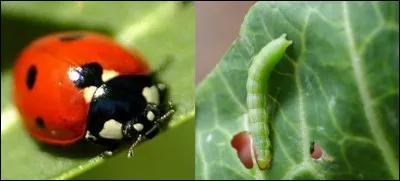 Quelle est la bonne réponse ?