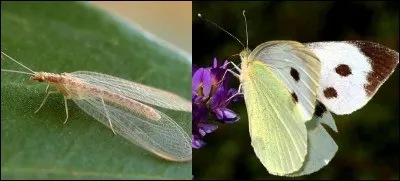 Quelle est la bonne réponse ?