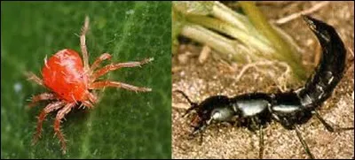 Quelle est la bonne réponse ?