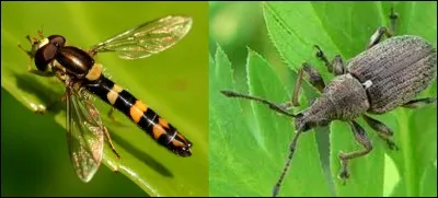 Quelle est la bonne réponse ?