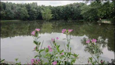 Dirigeons nous maintenant dans le département du Nord pour un moment de détente dans un bois dont le nom se termine par celui d'un arbre qui pourrait vous faire croire que vous êtes en Nouvelle-Aquitaine près de l'océan,quel est son nom ?