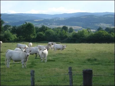 Un tour vers le département de la Loire sans se fatiguer afin de bénéficier d'un superbe panorama depuis le sommet d'une butte volcanique de 534 mètres