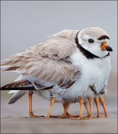 Se cache sous un bonnet.