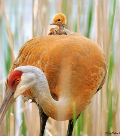 Art de découvrir le caché.