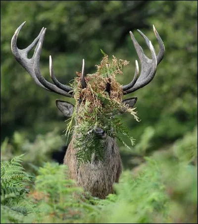 En cache plus qu'il ne montre.