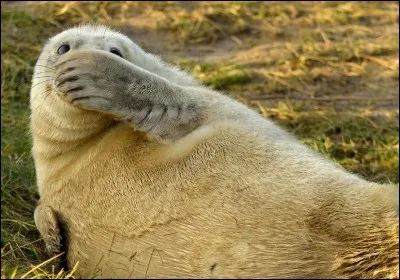 Elle se cache la tête pour échapper au danger.