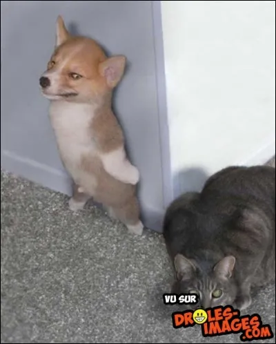 Il cache bien des mots.