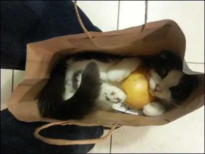 Se cache parfois dans un épi.