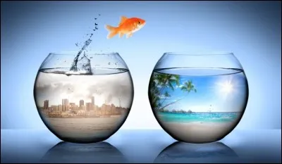 Singe caché dans les broussailles.